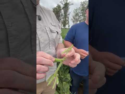 AgResource Brasil encontra sinais de boa recuperação nas lavouras em Bagé, Rio Grande do Sul