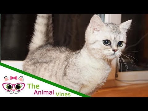 How To Take Care Of Cats | Things to Know About the Munchkin Cat