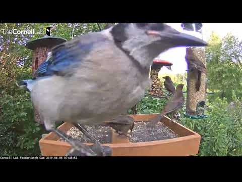 Young Blue Jays Visit The Cornell Lab FeederWatch Cam – Aug. 6, 2019