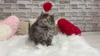 マンチカンの動画01