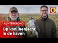 Mark en Ties vangen konijnen in Rotterdamse haven | Omroep Brabant