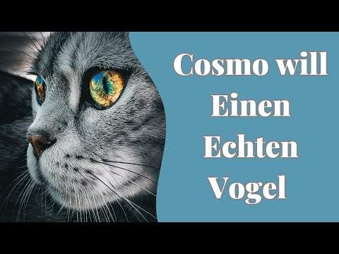 Cosmo hat einen Vogel 🐦 gefangen und will ihn kochen 😅