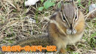 プロモーションビデオ ロッキー1日観光