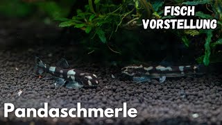 Pandaschmerle - Yaoshania pachychilus | Liquid Nature Fisch Vorstellung