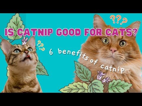 Is Catnip Good For Cats // 6 Benefits Of Catnip // Are Catnip Toys Good For Cats? // Cute Cat Videos