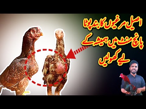 Aseel Murga Kai band Pota ka illaj | Band Pot Ka Asan illaj