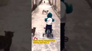 Download lagu Seekor kucing menyelamatkan anak kecil dari kejaran anjing 😮 #shorts #viral #hewan mp3
