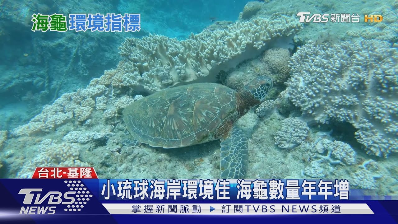 海龜數量成環境指標 專家:海岸棲地需減少光害、垃圾