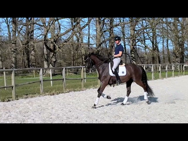 À VENDRE  ✨ Visconti du soleil ✨- hanovrien par Vitalis