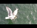 Seagulls Pointlessly Fighting Over A Starfish Leg
