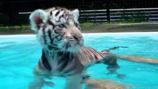 Baby Tiger's first Swim