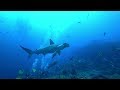 Galapagos Scuba Diving Liveaboard Galapagos Sky January 2018