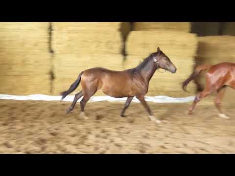 For You von Mount Etna xx - Hibiskus - Laro As - geb. 20. 05.2019