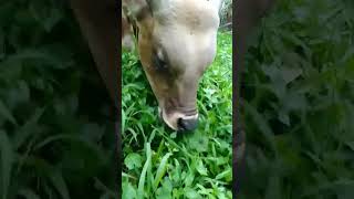 Download lagu Sedapnya sapi makan rumput mp3 Download lagu Sedapnya sapi makan rumput mp3