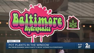 Baltimore business selling half-grown marijuana plants