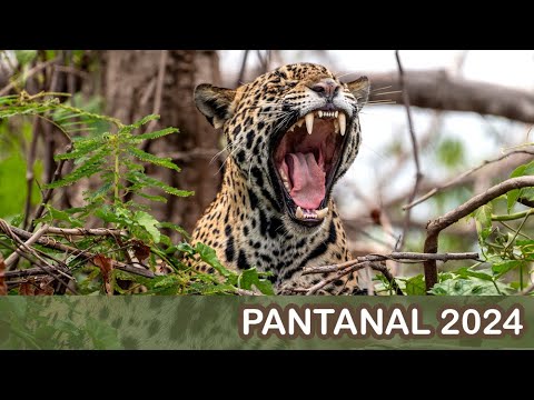 Pantanal Brazil 2024