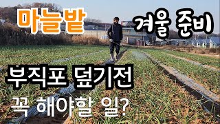 마늘 부직포 덮기전 꼭 이렇게 하고 덮으면 좋아요 부직포 덮는 시기?
