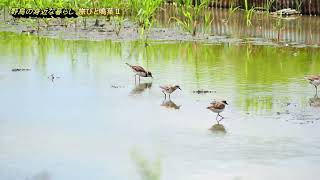 野鳥の身近な暮らし 旅鳥 トウネン2羽 休耕田に来る20250821