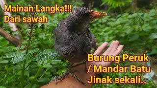Download lagu MAINAN LANGKA DARI SAWAH.. Burung Peruk/Mandar Batu Jinak... mp3