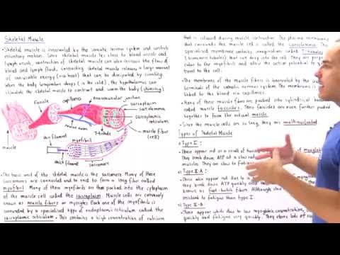 Structure of Skeletal Muscle