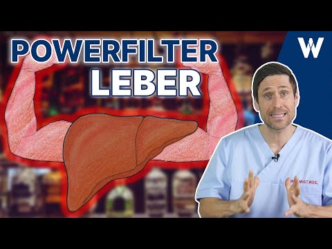 Viele Wege führen zur Leber: Großes Organ mit großer Wirkung | Anatomie, Funktion, Krankheiten