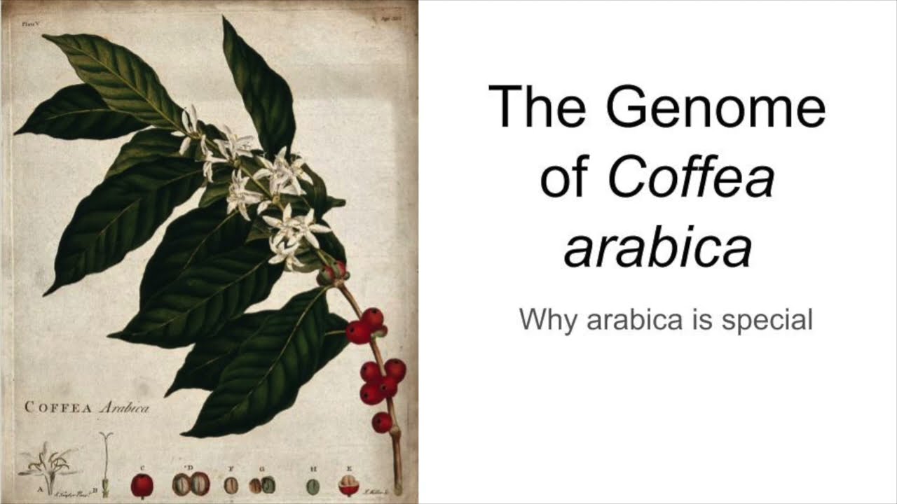 The Unusual Genome of Coffea arabica