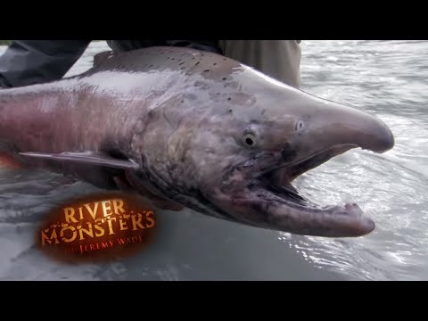 download lagu mp3 mp4 King Salmon, download lagu King Salmon gratis, unduh video klip King Salmon