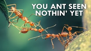 The Amazing World of Ants