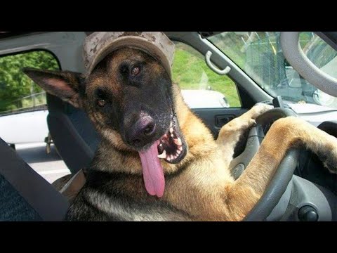 Les bergers allemands sont hilarants et mignons 🤣 funny dog videos 2024