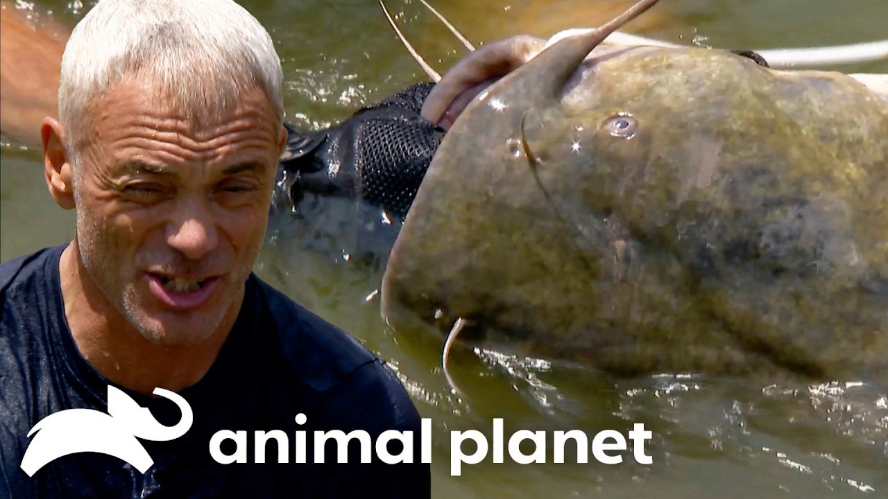 Jeremy BIT By Giant Oklahoman Catfish! | River Monsters | Animal Planet