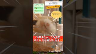 【コンココンコンコ】どっちもかわいい？🐹VS🐹コンココンコンコ異常なし【轟はじめ/ReGLOSS】#ハムスター#轟はじめ #regloss