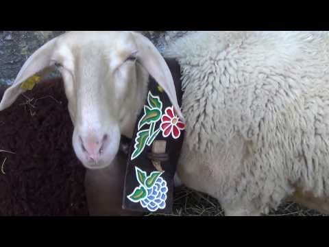 FIERA DELLA PECORA SAMBUCANA A VINADIO (CN)  27 - 10 - 2013.