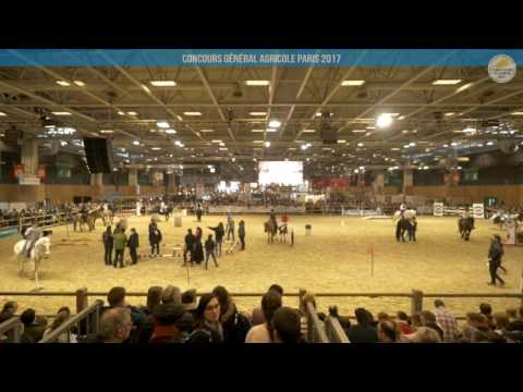 Voir la vidéo : Carrière Équine du 04 mars 2017, partie 2
