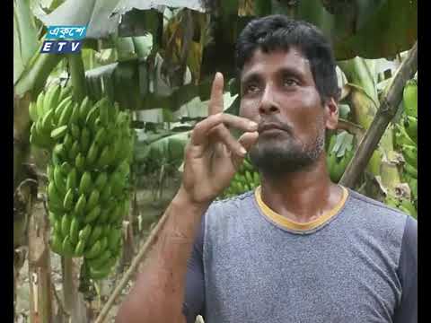 ভাইরাসের আবির্ভাবে বিপাকে পড়েছে ঠাকুরগাঁওয়ের কলা চাষিরা