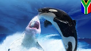 Orca v great white shark: orcas feasting on great white sharks in South Africa - TomoNews