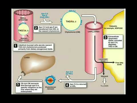 Lipid Digestion & Absorption into the Lymphatic System