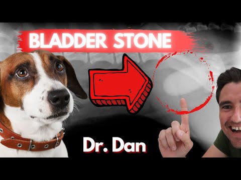 Does your dog have a bladder stone?  Dog Bladder Stones symptoms, diagnosis, and treatment.