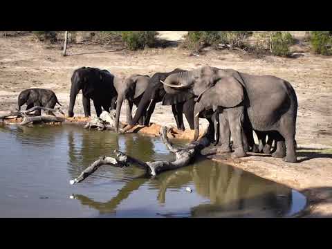 Djuma: Elephants drink and baby reconstructs part of wall-Part:2 - 16:21 - 11/13/18