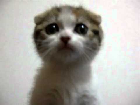 LukasFernandes451’s Video 38990163260 DfPJDPrV-M8