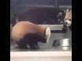 red panda got scared, funny!!!