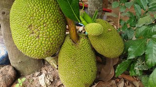 What impressive jackfruits ! ខ្លុរធម្មជាតិល្អៗណាស់ #usa #tropicalfruit #fruitsworld #fruitcutting