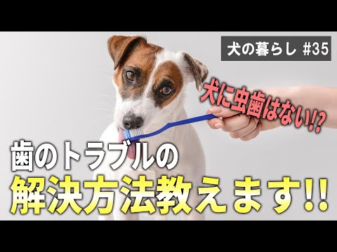 犬の虫歯 - 原因、症状、治療法