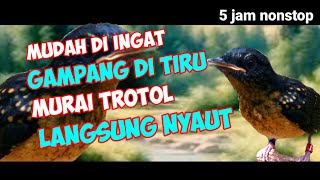 Download lagu Masteran murai batu trotol full isian, latih agar murai trotol rajin bunyi mp3 Download lagu Masteran murai batu trotol full isian, latih agar murai trotol rajin bunyi mp3