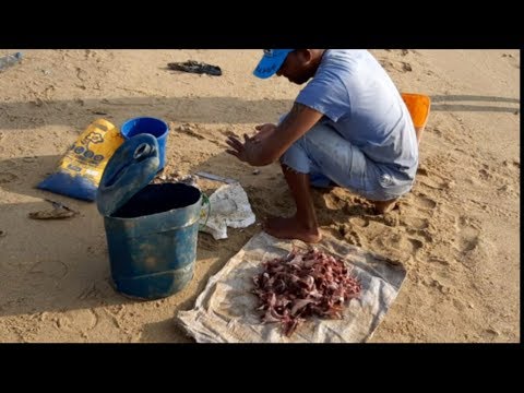 Catching wild Catfish using Fish intestine