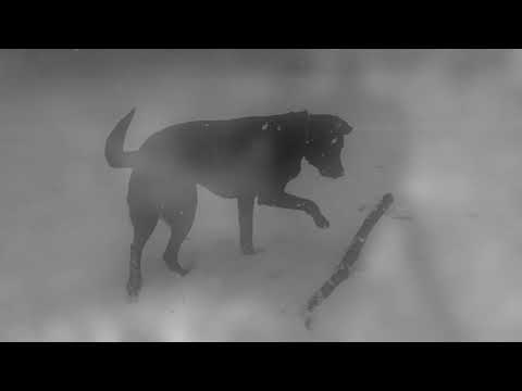 Dogs Run On - Maya De Vitry