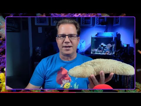 Catch Up on Your Aquarium While You're Away