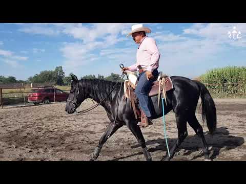 EL CAMINO AL FUTURITY VIP - Capítulo 10 (Parte 4)