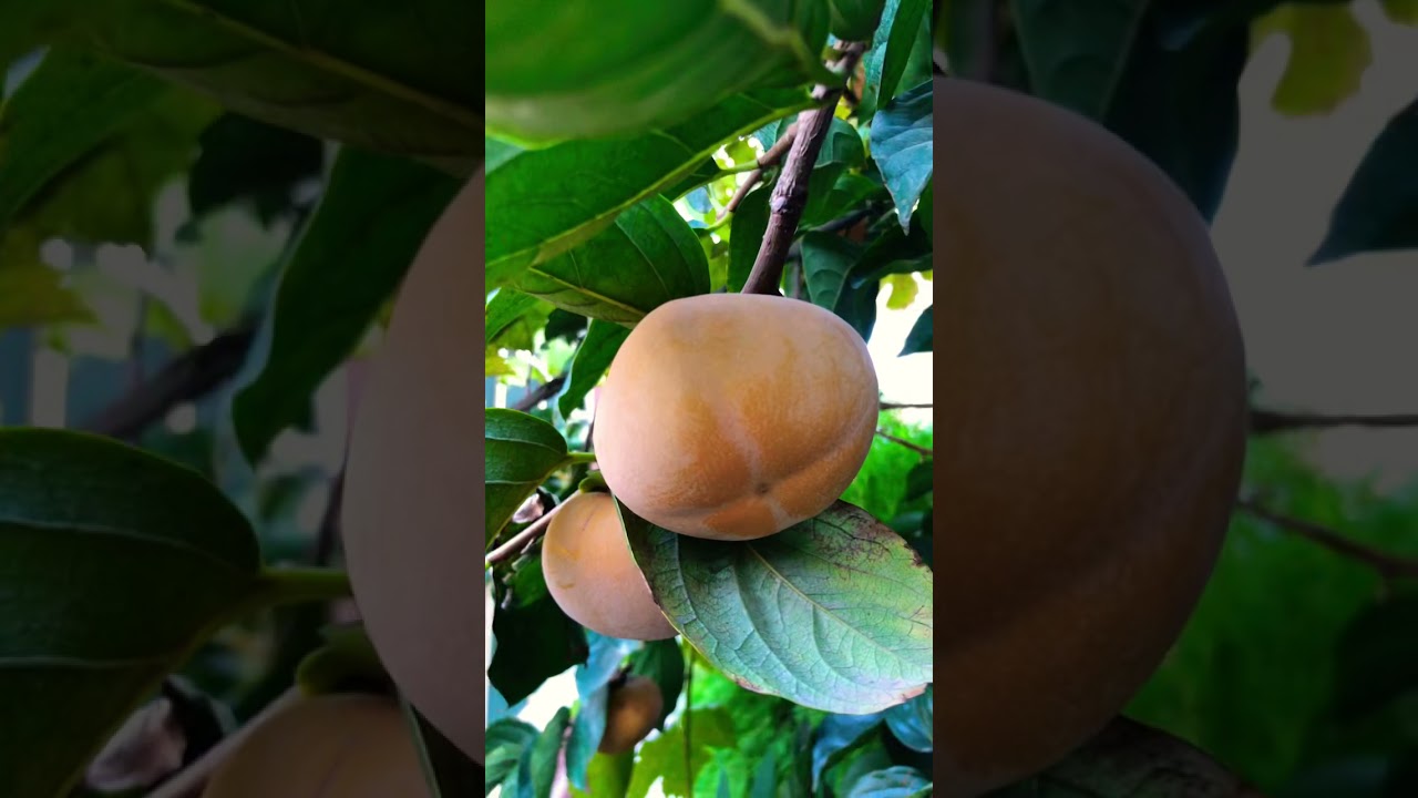 persimmon fruit tree short videos | persimmon tree | persimmon fruit on tree | natural youtube short