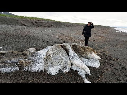 Ogromno, Dlakavo Stvorenje Šokiralo Ruse na Obali Kamčatke