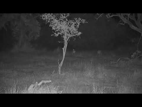 Djuma: Grey Duiker pair - 22:37 - 10/08/21